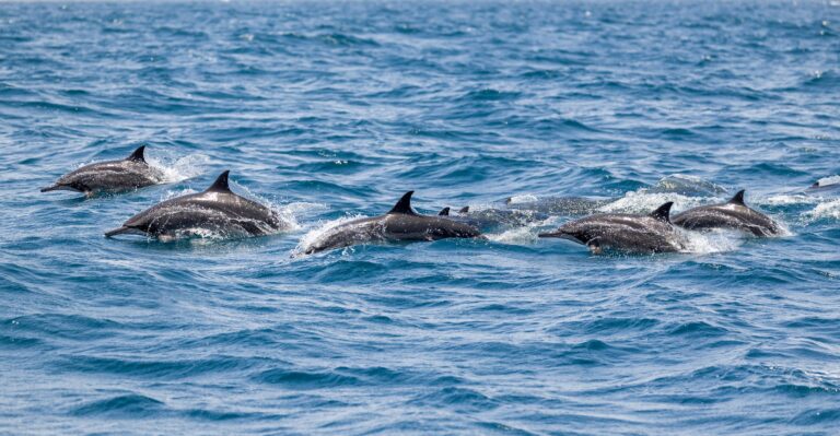 A,Pod,Of,Dolphins,Off,The,Coast,Of,Muscat,In