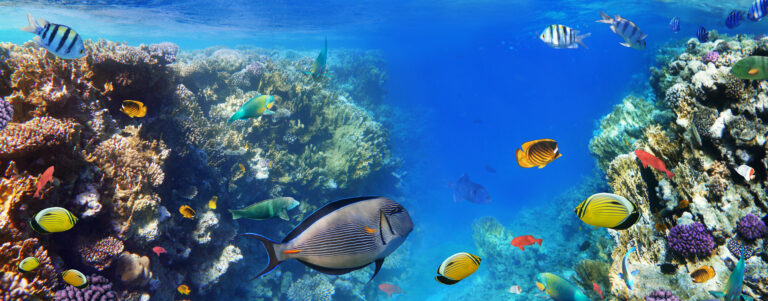 Colorful,Coral,Reef,With,Exotic,Fishes,Of,The,Red,Sea